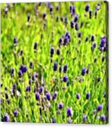 Blooming Lavender Acrylic Print