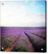 Blooming Lavender Field Rows Acrylic Print