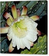 Blooming Night Cereus Acrylic Print