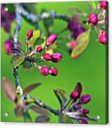 Blooming Spring Poetry Acrylic Print