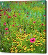 Blooming Wildflowers Acrylic Print