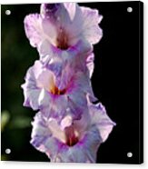 Blooms On A Stick Acrylic Print