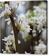 Blossoming Flowers Acrylic Print