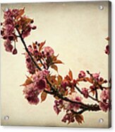 Blossoming Sakura Acrylic Print