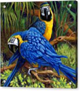 Blue And Gold Macaws Acrylic Print