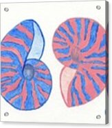 Blue And Rose Sea Shells Acrylic Print