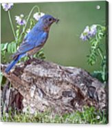 Bluebird Bearing Bug Acrylic Print