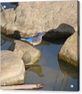 Blue Bird By The Water Acrylic Print