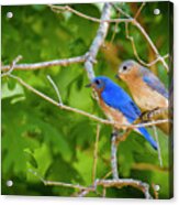 Blue Bird Couple Acrylic Print