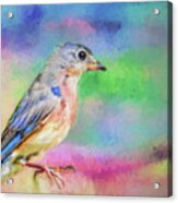 Blue Bird On Color Acrylic Print