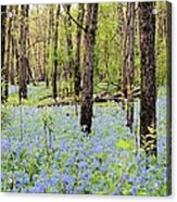 Blue Carpet Acrylic Print