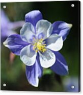 Blue Columbine Acrylic Print