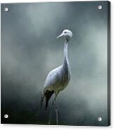 Paradise Crane Acrylic Print