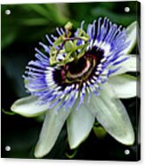 Blue Crown Passion Flower Acrylic Print