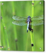 Blue Dasher Acrylic Print