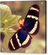 Blue Doris Longwing Butterfly Acrylic Print