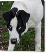 Blue Eyed Dog Acrylic Print