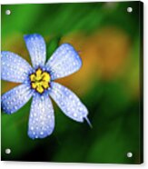 Blue Eyed Grass Flower Covered In Droplets Acrylic Print