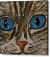 Blue Eyed Tiger Cat Acrylic Print