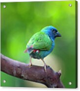 Blue-faced Parrotfinch Acrylic Print