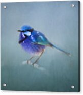 Blue Fairy Wren Acrylic Print
