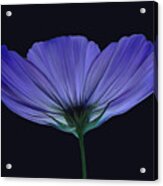 Blue Flower Acrylic Print