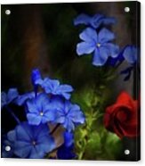 Blue Flowers Growing Up The Apple Tree Acrylic Print