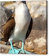 Blue-footed Booby Acrylic Print