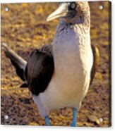 Blue-footed Booby Acrylic Print