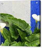 Blue Garden Contrasts - Calla Lilies Against The Wall Right Acrylic Print