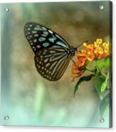Blue Glassy Tiger Butterfly Acrylic Print