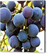 Blue Grapes Acrylic Print