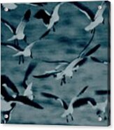 Blue Gulls Acrylic Print