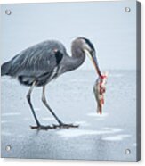 Blue Heron Fishing Acrylic Print