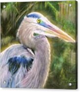 Blue Heron Acrylic Print