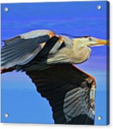 Blue Heron Series Fly Acrylic Print
