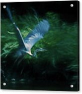 Blue Heron Take Off Acrylic Print