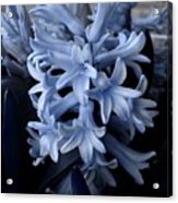 Blue Hyacinth Acrylic Print