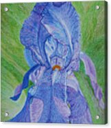 Blue Iris Acrylic Print