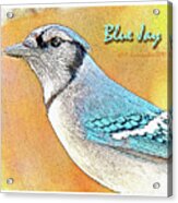 Blue Jay Acrylic Print