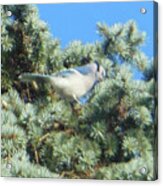 Blue Jay Colorado Spruce Acrylic Print