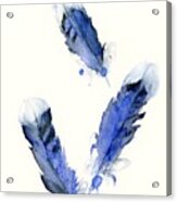 Blue Jay Feathers Acrylic Print