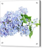 Blue Lilac Acrylic Print