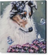 Blue Merle Collie Pup Acrylic Print