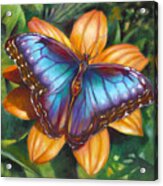 Blue Morpho Butterfly Acrylic Print