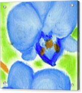 Blue Orchids Acrylic Print