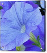 Blue Petunia Blossom Acrylic Print
