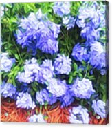 Blue Plumbago Blossoms Abstract Acrylic Print