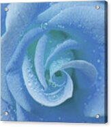 Blue Rose Acrylic Print