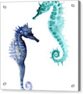 Blue Seahorses Watercolor Painting Acrylic Print